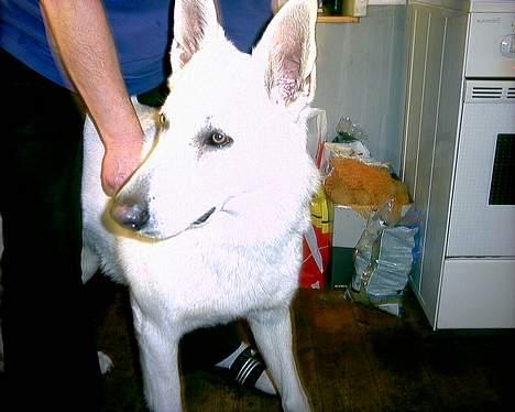 Hvid schæfer Nicko  - Er vi ikke snart færdig med det her? billede 10