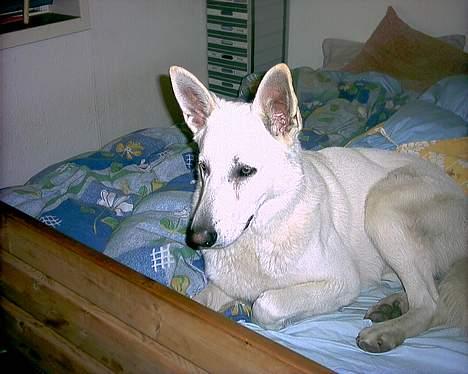 Hvid schæfer Nicko  - Kigger I nu?? billede 11