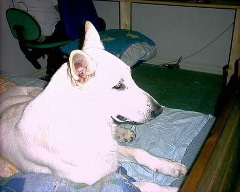 Hvid schæfer Nicko  - Kan I blive ved med det pjat? billede 12