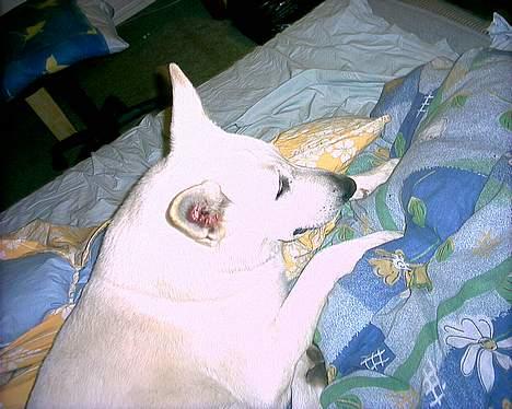 Hvid schæfer Nicko  - Ja ja Jeg er dejlig og hvad så? billede 13