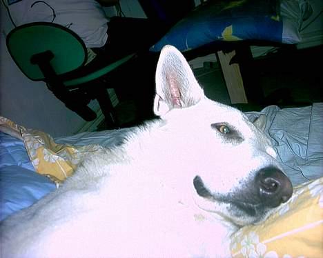 Hvid schæfer Nicko  - Jeg tager altså lige en slapper... Okay? billede 14