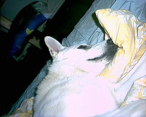 Hvid schæfer Nicko  - nat nat billede 15