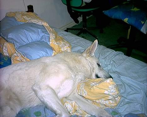 Hvid schæfer Nicko  - Er der flere? billede 16