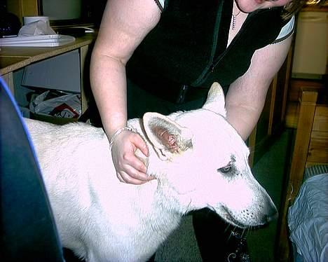 Hvid schæfer Nicko  - Flotte<3<3 billede 17