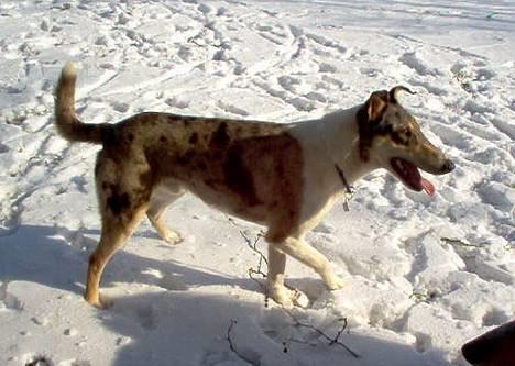 Collie korthåret Zeppo. nu i hundehimlen billede 9