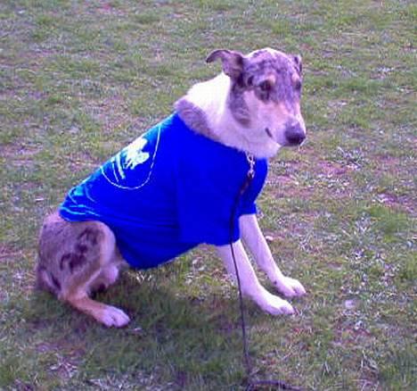 Collie korthåret Zeppo. nu i hundehimlen billede 10