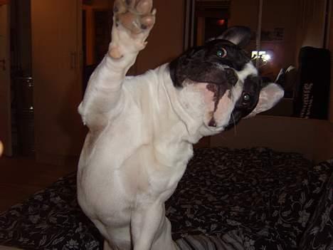 Fransk bulldog Budda - Skal vi lege...? billede 15