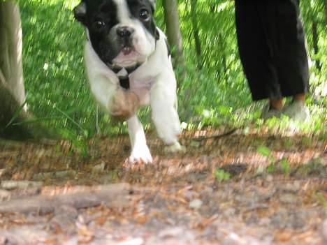 Fransk bulldog Budda - I fuld firspring billede 16