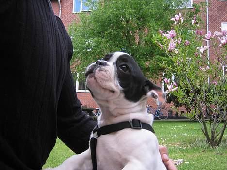 Fransk bulldog Budda - Nus mig nu... billede 17