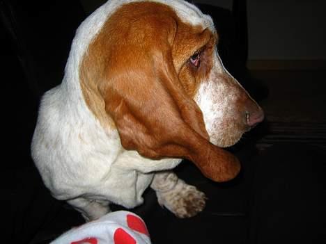 Basset hound Boris Flummer - se mine lange ører billede 13