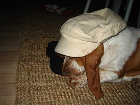 Basset hound Boris Flummer - med hatten på skrå billede 14