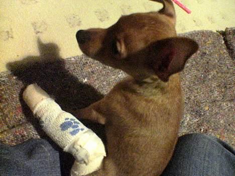 Dvaergpinscher Sylvester - Sylvester med det brækkede ben:( Han havde så ondt... billede 9
