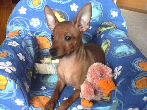 Dvaergpinscher Sylvester - Her har han lige fået sin helt egen sofa:D -med hans bedste ven Andi:) billede 10