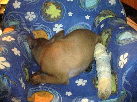 Dvaergpinscher Sylvester - "Nej ikke flere billeder nu mor!!" billede 11