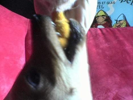 Dvaergpinscher Sylvester - Shark-Sylvester! Sygt uhyggeligt billede:P billede 12