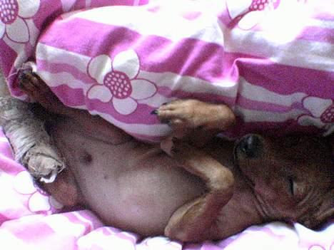 Dvaergpinscher Sylvester - ZzzZzzZzz billede 14