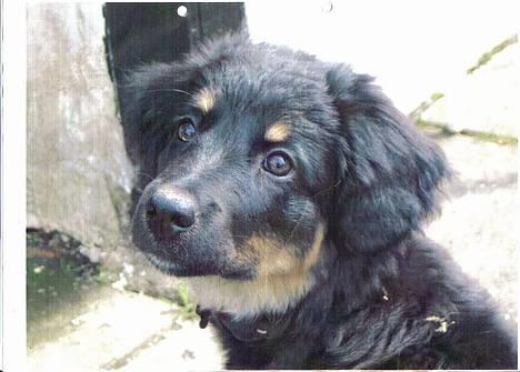 Blanding af racer Kaya - Her er Kaya som hvalp, ca. 5 uger gammel billede 1