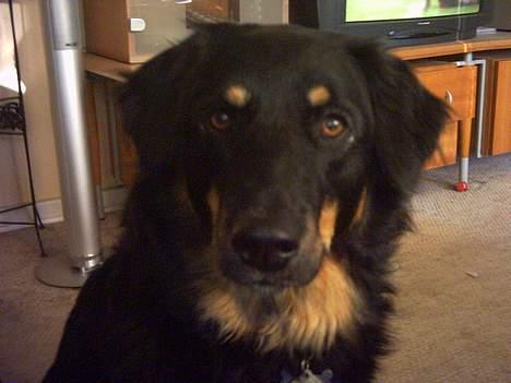 Blanding af racer Kaya billede 2