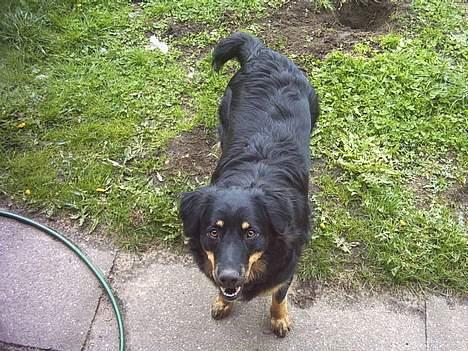 Blanding af racer Kaya - Her har hun lige gravet et hul i haven og ser rigtig uskyldig ud... " Mor det var altså ikke mig :-) billede 3