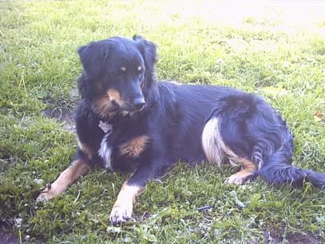 Blanding af racer Kaya billede 4