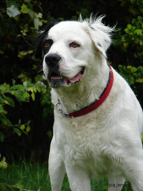 Blanding af racer Emma* himmelhund* - Siger du jeg har morgenhår ?....*Nyt* taget af miss piiip sep. 06 billede 4