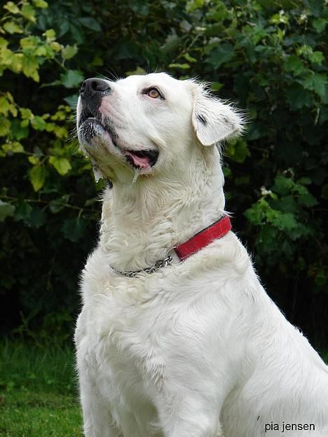 Blanding af racer Emma* himmelhund* - AFLEVER SÅ !!!!!........... billede 5