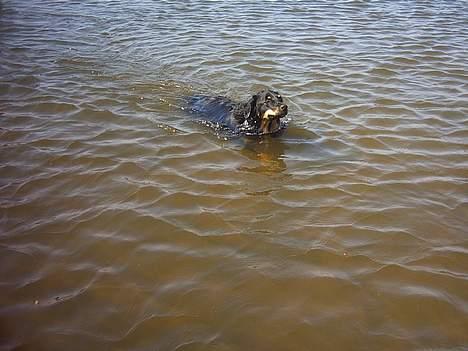 Blanding af racer Kaya - Kaya er ude at svømme i fjorden og hun elsker det :-) billede 5