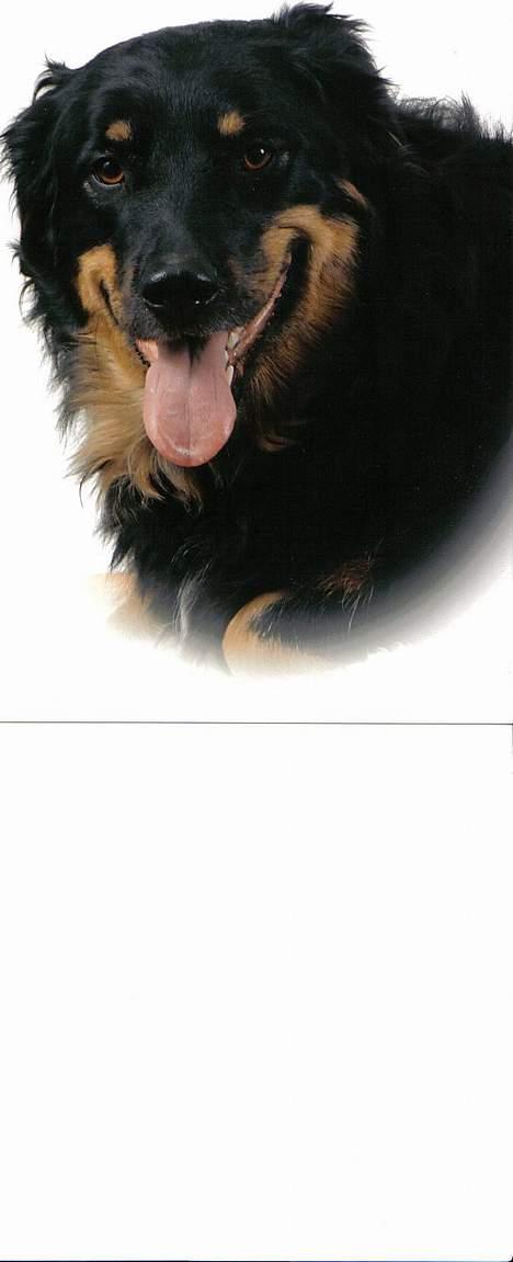 Blanding af racer Kaya - Dette billede blev taget til jul år 2005 billede 6