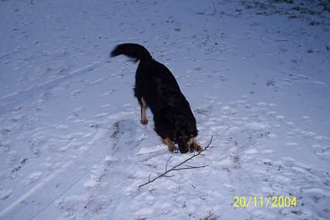 Blanding af racer Kaya - Kaya der leger i sneen. Hun elsker sne, men hun er jo også halvt finsk og svensk :-) billede 7