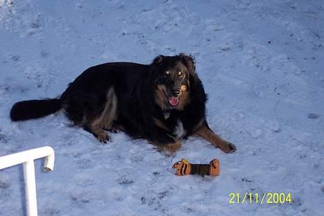 Blanding af racer Kaya billede 8