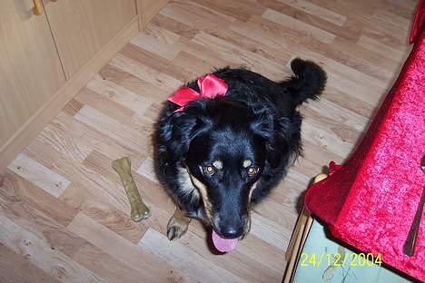 Blanding af racer Kaya - Kaya der har fået fin sløjfe på til jul billede 9