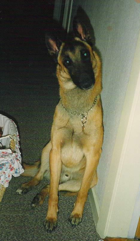Malinois Jeroen Isell R.I.P billede 1