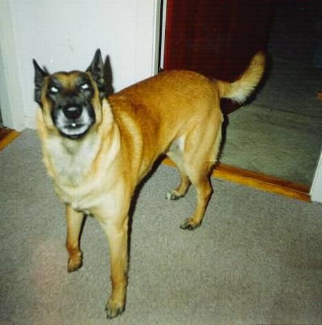 Malinois Jeroen Isell R.I.P billede 2