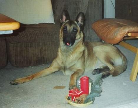 Malinois Jeroen Isell R.I.P billede 3