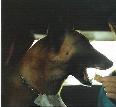 Malinois Jeroen Isell R.I.P billede 4