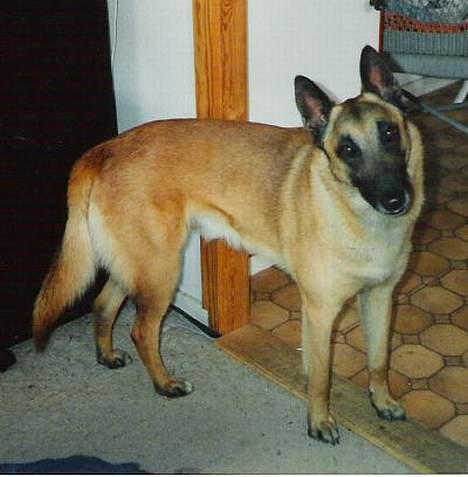 Malinois Jeroen Isell R.I.P billede 5