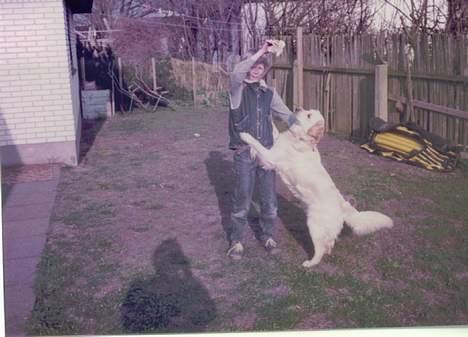 Golden retriever Susi billede 18