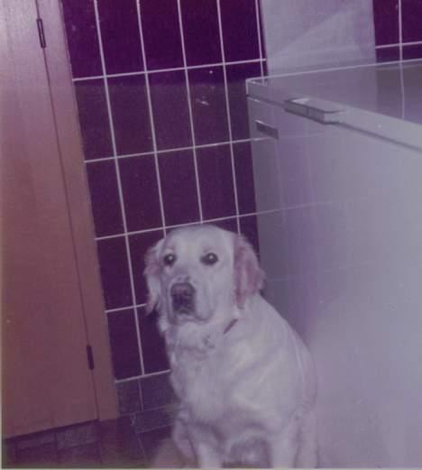 Golden retriever Susi billede 19