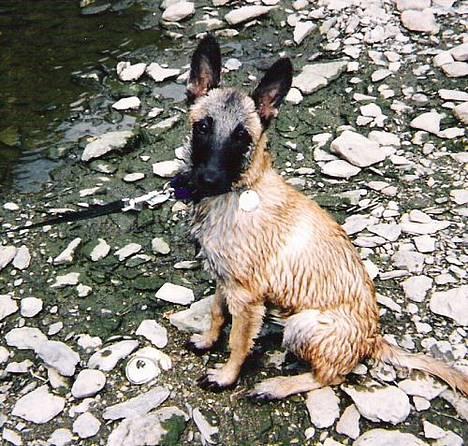 Malinois (O)nika Isell 1994-2006  - Efter Nikas Første møde med vand på Ferien i belgien 1994 billede 6