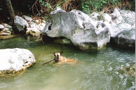 Malinois (O)nika Isell 1994-2006  billede 7