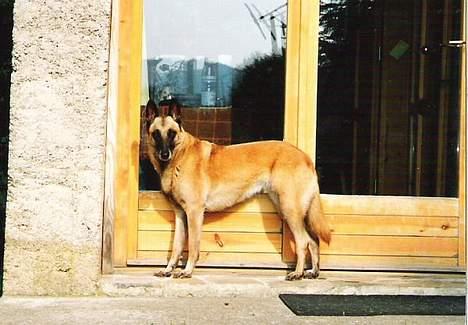Malinois (O)nika Isell 1994-2006  billede 8