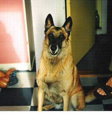 Malinois (O)nika Isell 1994-2006  billede 9
