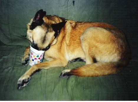 Malinois (O)nika Isell 1994-2006  - der må være mere dernede... billede 10