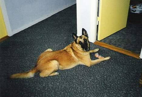 Malinois (O)nika Isell 1994-2006  billede 12