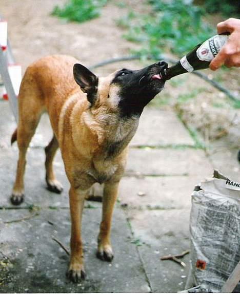 Malinois (O)nika Isell 1994-2006  - man er vel lidt øl-hund når man stammer fra Belgien...? billede 13