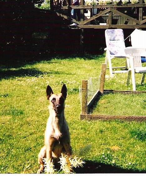 Malinois (O)nika Isell 1994-2006  - også hvalp 1994 billede 14