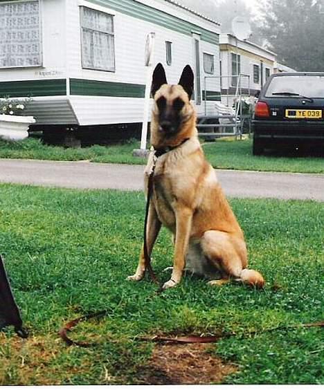 Malinois (O)nika Isell 1994-2006  - på camping billede 15