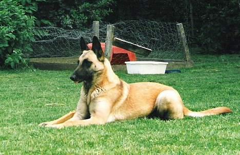 Malinois (O)nika Isell 1994-2006  billede 16