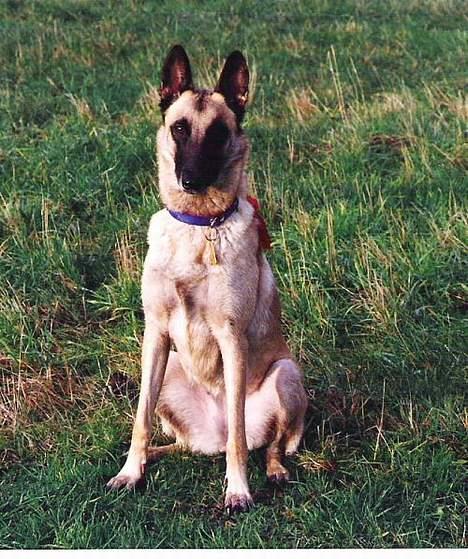Malinois (O)nika Isell 1994-2006  - 2 præmie vist nok  i 1995 billede 17
