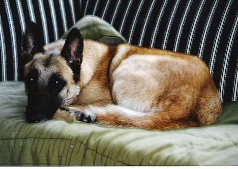 Malinois (O)nika Isell 1994-2006  billede 18